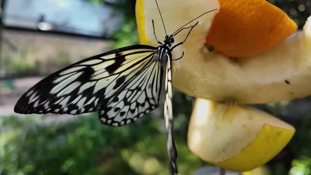 close up  tree nymph butterfly sitting on a fruit and licking the juices ona sunny day