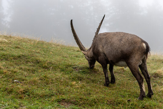 Wild alpine ibex in its natural habitat in the Chablais Massif, Haute-Savoie, French Alps.