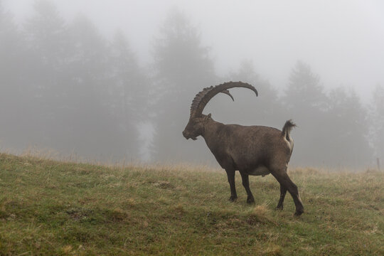 Wild alpine ibex in its natural habitat in the Chablais Massif, Haute-Savoie, French Alps.