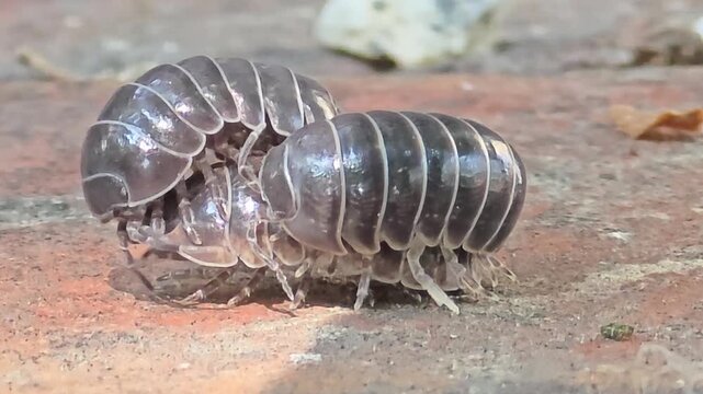 
Night macro shot of two male woodlice competing and courting a female pill bug for mating.#001
