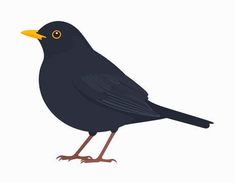 A detailed illustration of a blackbird with bright yellow beak and eyes