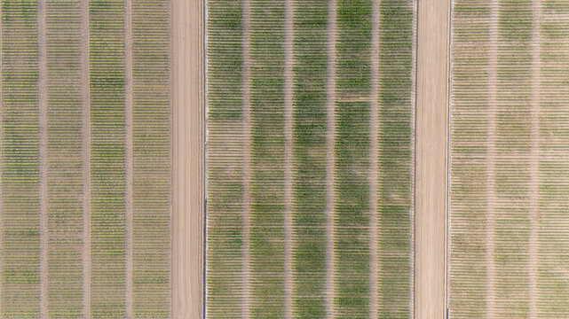 Agricultural research farm organizing experimental crop plots