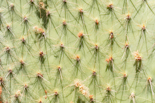 The Grizzly Bear Cactus (Opuntia polyacantha var. erinacea）,  Ethel M Chocolates Factory Cactus Garden. Henderson. Clark County, Nevada. Basin and Range Province, Mojave Desert, Las Vegas Valley