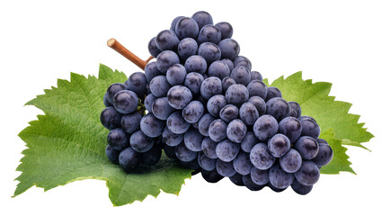 Dark purple grapes with green leaves and stem © Natalia
