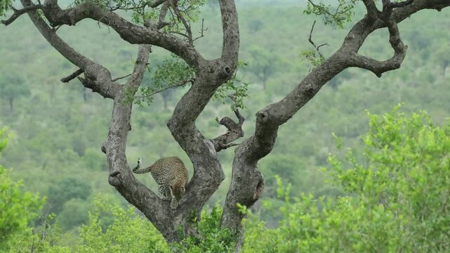 Beautiful leopard jumping from branch to branch down the tree in Kruger National Park. with a clean, green and blurred background.