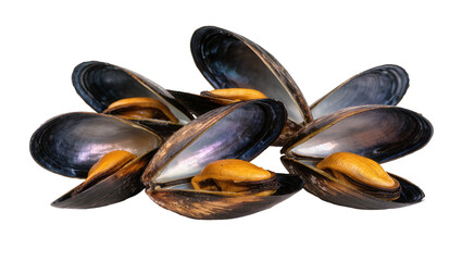 Opened Mussels with Orange Flesh and Dark Shells © Natalia