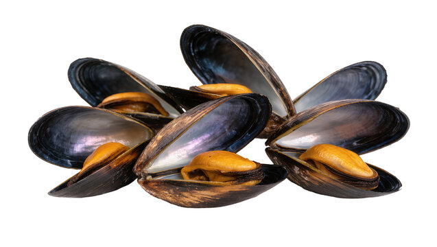 Opened Mussels with Orange Flesh and Dark Shells