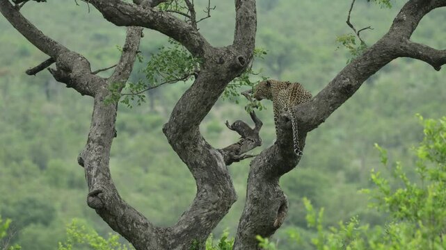 Wide shot of a beautiful leopard sitting in a tree with the backside towards the camera. The animal is scanning its surroundings and looking to the left, Kruger National Park.