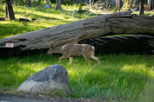 Ciervo en el parque nacional de Yosemite