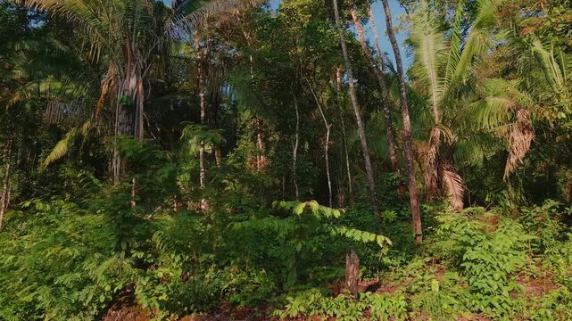 Dense gallery forest vegetation in S&atilde;o Miguel River in Serra do Segredo, Chapada dos Veadeiros, Goi&aacute;s, Brazil, showing humid Cerrado ecosystem with native palms and tropical flora aerial lateral slide