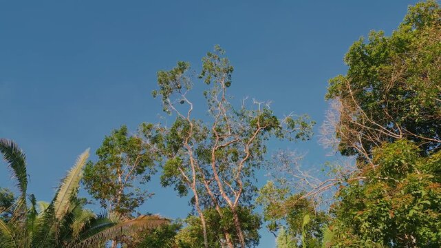 Buriti palms, emba&uacute;ba trees and native gallery forest vegetation near S&atilde;o Miguel River in Serra do Segredo, Chapada dos Veadeiros, Goi&aacute;s, Brazil, slow lateral drone slide through Cerrado ecosystem