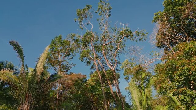 Buriti palms and native gallery forest vegetation near S&atilde;o Miguel River in Serra do Segredo, Chapada dos Veadeiros, Goi&aacute;s, Brazil, showing preserved Cerrado riparian ecosystem, upward lateral slide