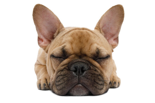 Cute fawn French bulldog puppy lying flat and sleeping peacefully with closed eyes and wrinkled face isolated on white background in studio portrait