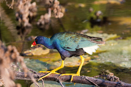 Colorful American purple gallinule walking on a fallen branch over pond water