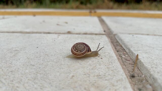 A small snail crawls across outdoor ceramic tiles in a low angle close up, with its striped shell and tentacles visible against a blurred garden background.