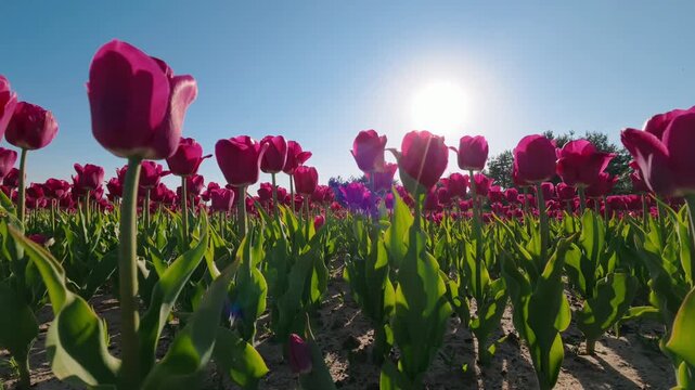 Pink Tulips Blooming In Sunny Spring Field