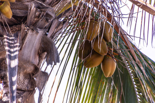 Cocos nucifera pertenece a la familia de Arecaceae.