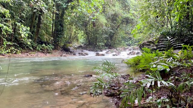 Static wide shot of a clear tropical river flowing over rocks through the lush green understory of the Pachijal cloud forest in Ecuador. Shot on iPhone 17 Pro.