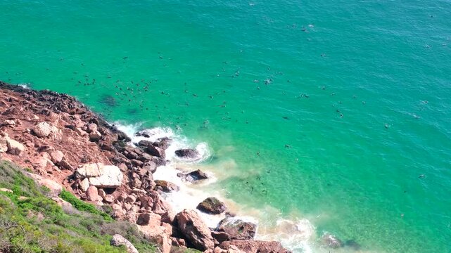 Fur seals swim in clear waters and basking on shore at Robberg nature reserve