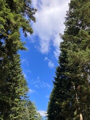 Fototapeta premium Black Forest trees