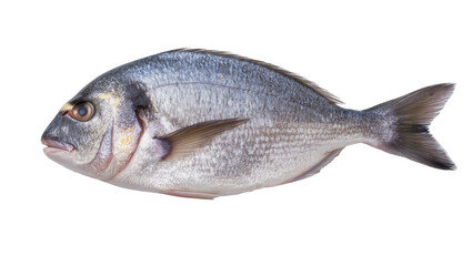Fototapeta premium Silver Gilt-head Bream fish studio shot, white
