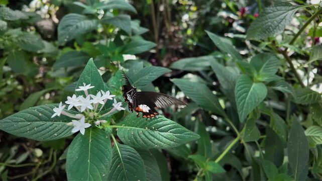 Close up view of a black common mormon butterfly sitting on a white flower and moving in slow motion