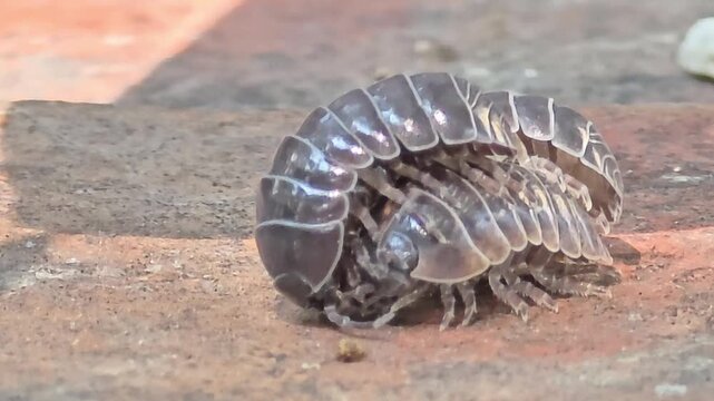 
Night macro shot of two male woodlice competing and courting a female pill bug for mating.#003

