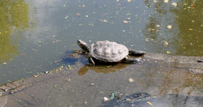 Red-eared slider or Red-eared terrapin (Trachemys scripta elegans) turtle at Willowbank Wildlife Reserve, Christchurch, New Zealand. Red eared slider warming up in the sun.