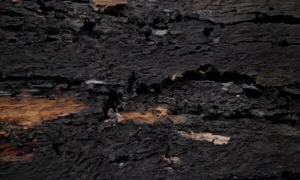 Stunning close-ups of burnt wood, the extraordinary textures tell a story of resilience and transformation.
