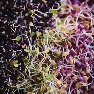 A Vibrant Medley of Dense Microgreens Showcasing Natural Textures and Colors for Culinary Art