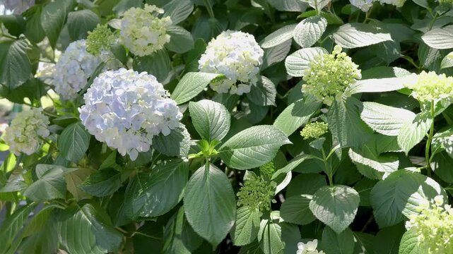 Pale blue hydrangea flowers gently swaying in the wind with green leaves in June, beautiful rainy season in Japan