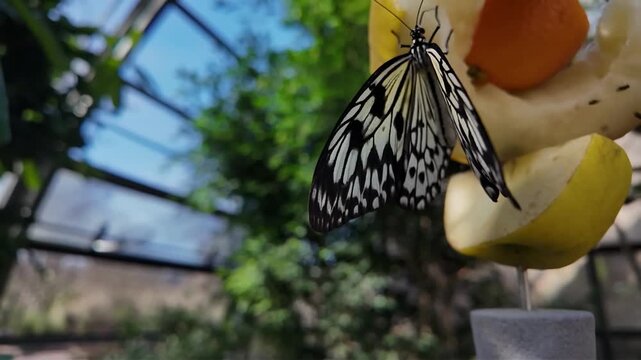 close up  tree nymph butterfly sitting on a fruit and licking the juices ona sunny day