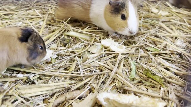 Two guinea pigs eating on straw bedding