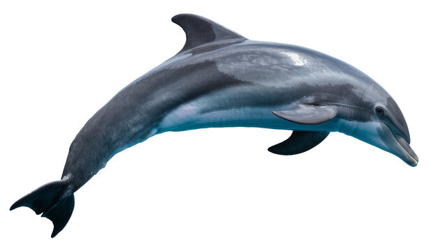 Bottlenose dolphin leaping grey skin smooth body, aquatic mammal