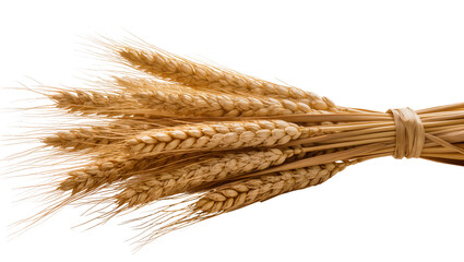 Bundle of ripe golden wheat ears tied with twine © Andrei