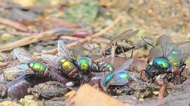 
Extreme macro shot of a swarm of metallic green bottle flies feeding on a dead earthworm.
#001죽