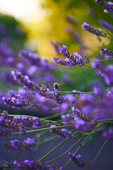 Obraz premium Close view of purple lavender flowers with a small bee resting on one bloom, set against a softly blurred green and golden background with gentle outdoor