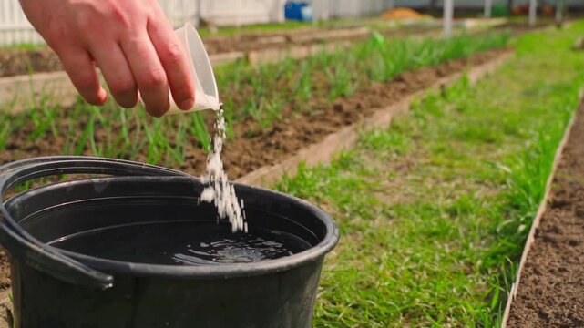 Pouring granular soluble fertilizer into bucket of water close-up with garden bed background