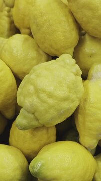 Top down close up shot of a group of vibrant yellow etrog citrons, a traditional fruit used in Jewish holiday traditions such as Sukkot