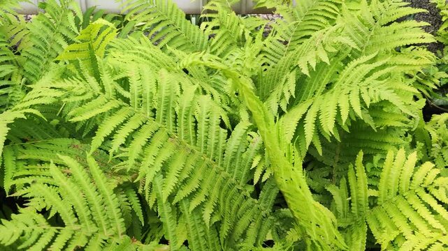 Top view of bright green fern fronds growing dense in a forest or garden during a sunny day