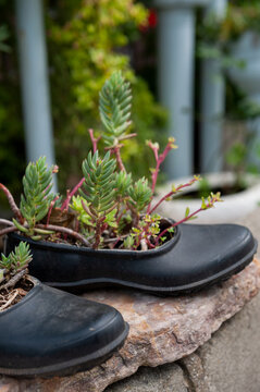Succulent planter highlights creative upcycling