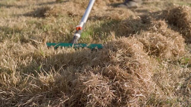 Fan rake removing dry dead grass from lawn close-up in spring garden cleanup