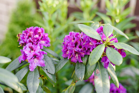 Purple Rhododendron Rasputin Flowers in Sunlight