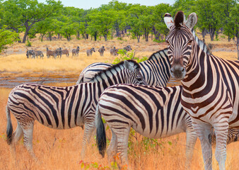 Fototapeta premium A group of zebras standing among the yellow grass in Etosha National Park in Namibia, in the African savannah, during a safari - Etosha National Park, Namibia