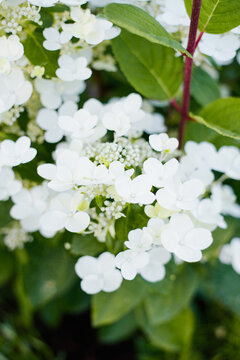 Close up of Hydrangea Paniculata Wims Red with Red Stems
