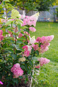 Hydrangea Fraise Melba Bush With Rich Pink Blossoms