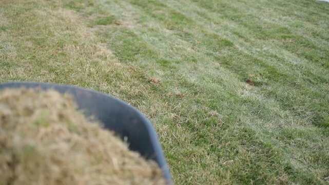 Wheelbarrow with raked dry grass on cleaned green lawn after dethatching