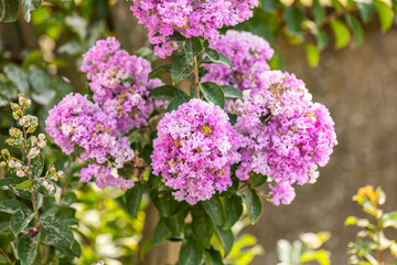 Obraz premium Blooming Powhatan Lagerstroemia Detail