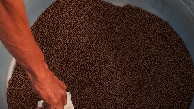 Farmer scooping organic fish feed pellets from a large container, top view