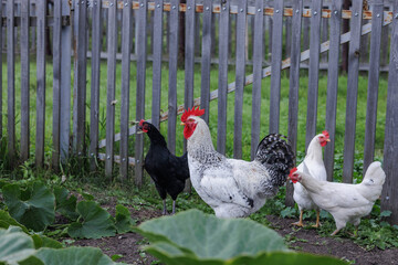 White rooster with hens by wooden fence in backyard garden © Literat